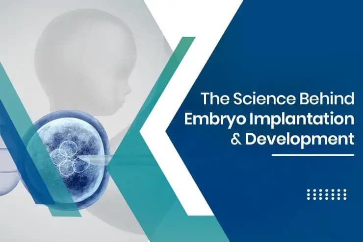 Embryo Implantation and Development