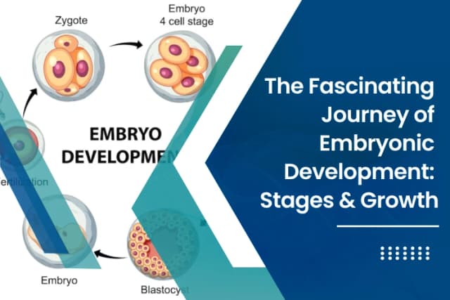 Embryonic Development