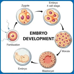 Embryonic Development