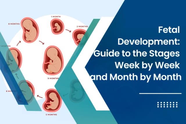 Fetal Developmentt