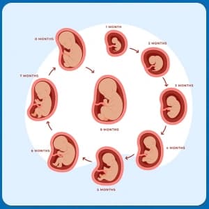 Fetal Developmentt