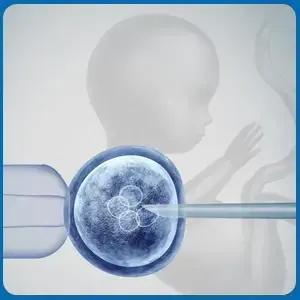 The Science Behind Embryo Implantation and Development