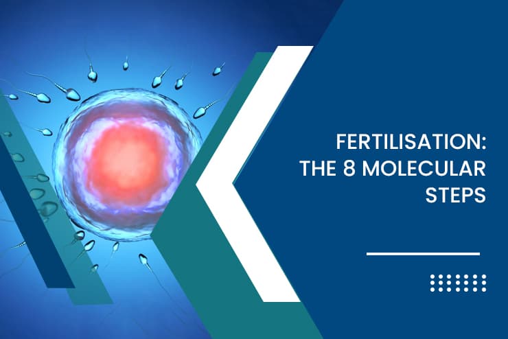 Fertilisation: The 8 Molecular Steps