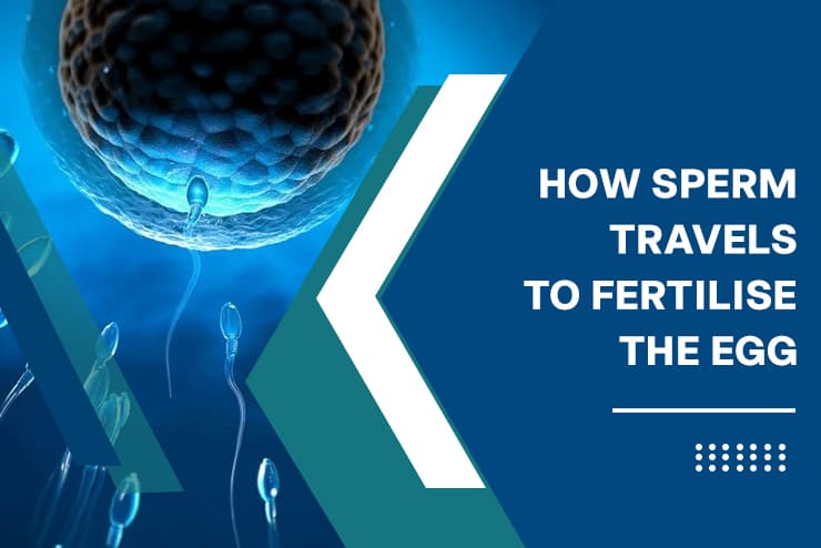How Sperm Travels to Fertilise the Egg