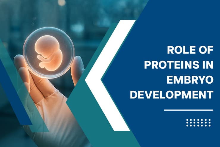 Role of Proteins in Embryo Development