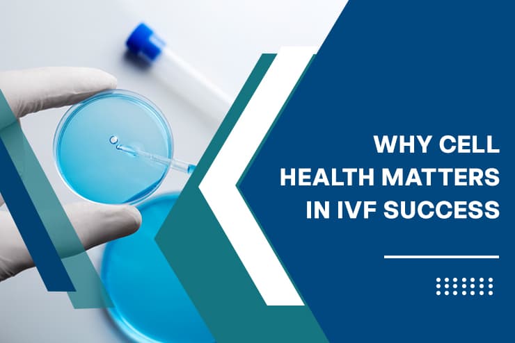 Why Cell Health Matters in IVF Success