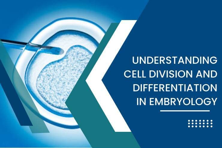 Understanding Cell Division and Differentiation in Embryology