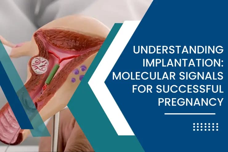 Understanding Implantation: Molecular Signals for Successful Pregnancy